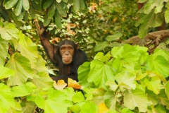 Schimpanse auf den Baboon Islands