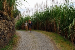 Zuckerrohrplantagen entlang der Straße