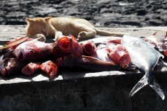 Der Fischmarkt von Ponta do Sol