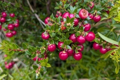 PXL_20260115_173322996