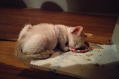 IMG_20190224_204317_HHT-001