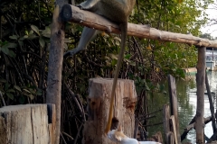 Half Die ärgert die Affen