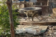 IMG_20190606_1658432