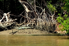 Krokodil bei Elephant Island