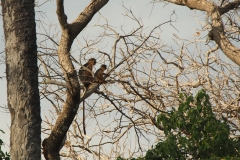 Temminck-Stummelaffen