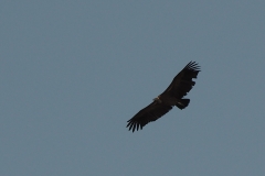 Geier auf der Suche nach Aas