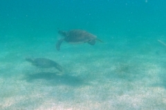 DCIM100GOPROGOPR2345.JPG