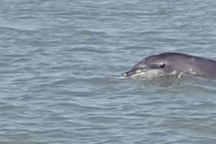 Delfin im Mündungsgebiet des Gambia River