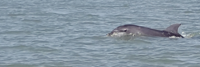 Delfin in der Mündung des Gambia River