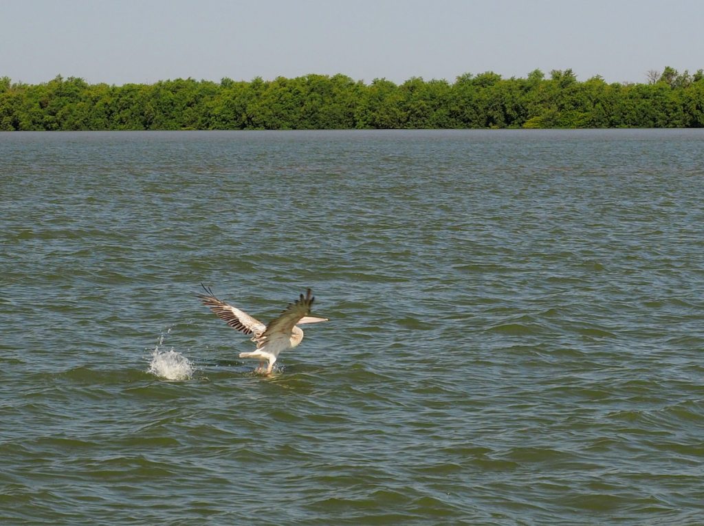 Pelikan auf dem Gambia River