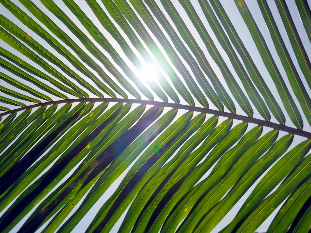 Palmen auf Union Island und Mayreau
