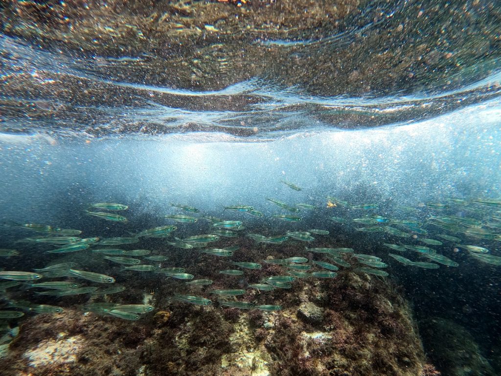 Unterwasser Martinique