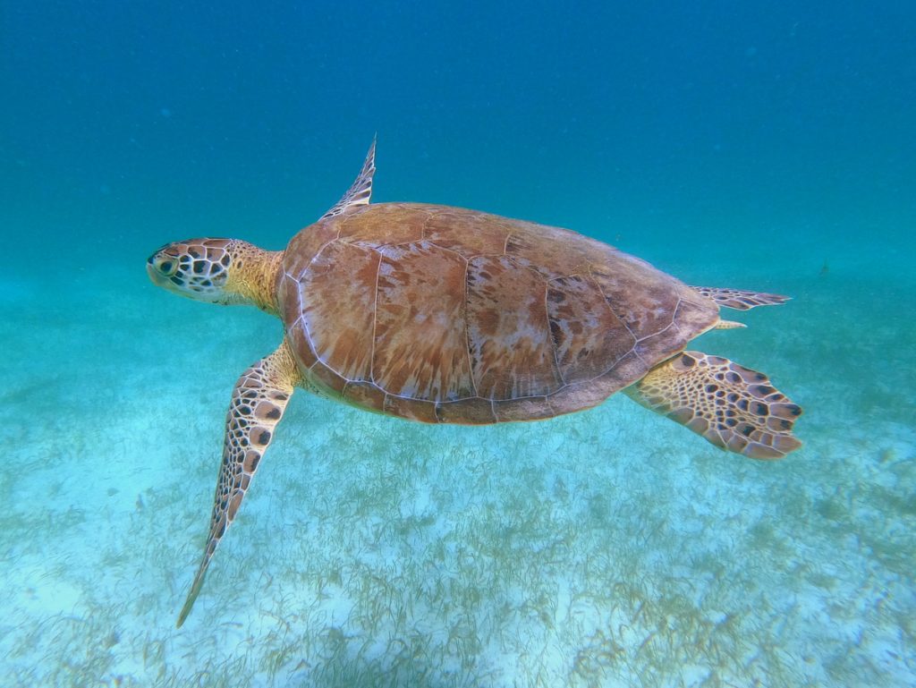 Eine grüne Meeresschildkröte in den Tobago Cays