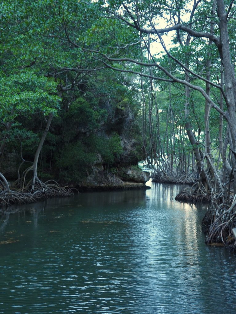 Felsen und Mangroven im Nationalpark Los Haitises
