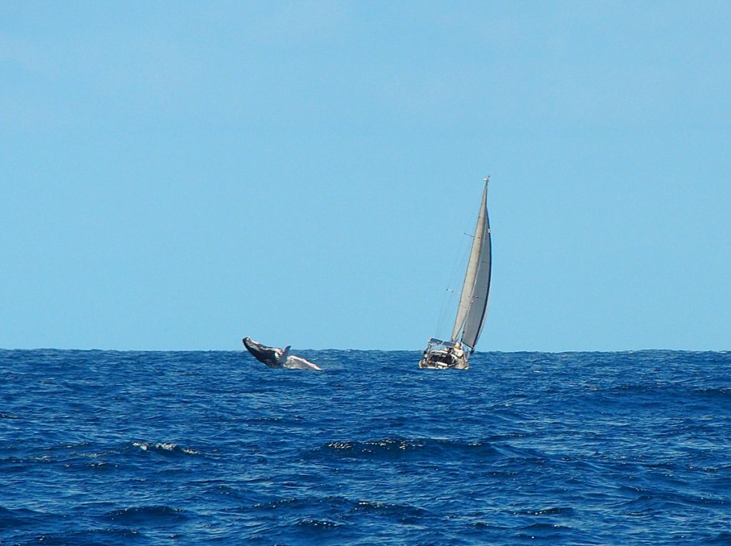 Springender Buckelwal neben der IRMI