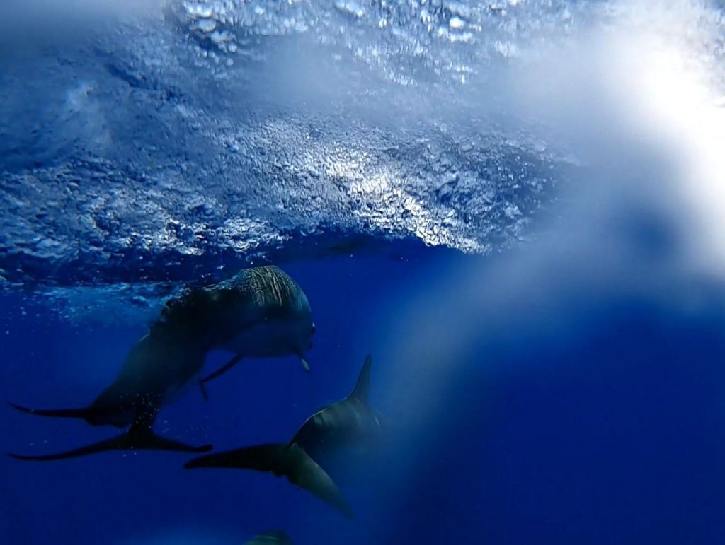 Delfine begleiten uns auf dem Weg von Cayman nach Guatemala