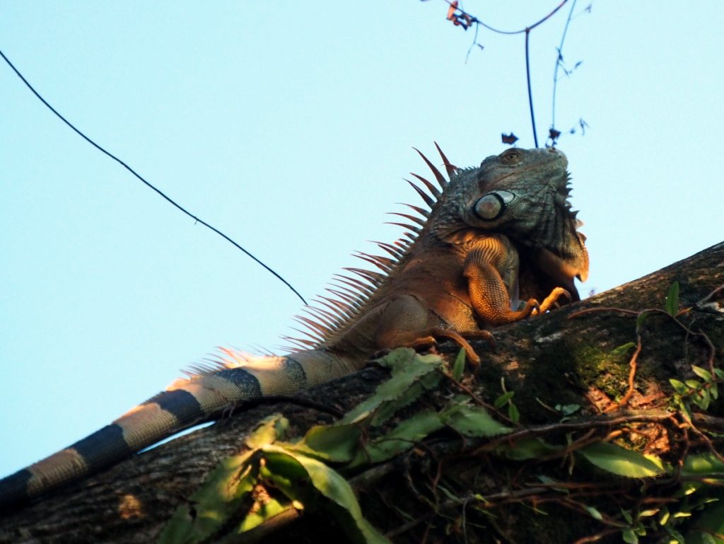 Ein Leguan in einem Baum, Rio Dulce