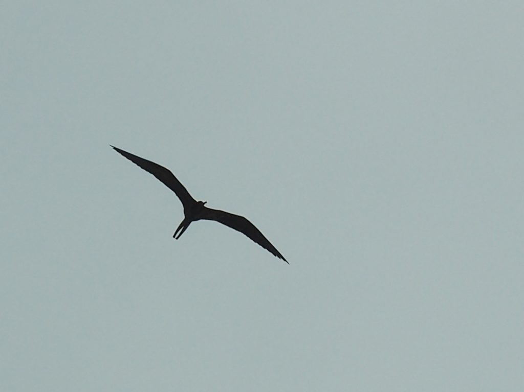 Fregattvogel bei Cayo Quemado