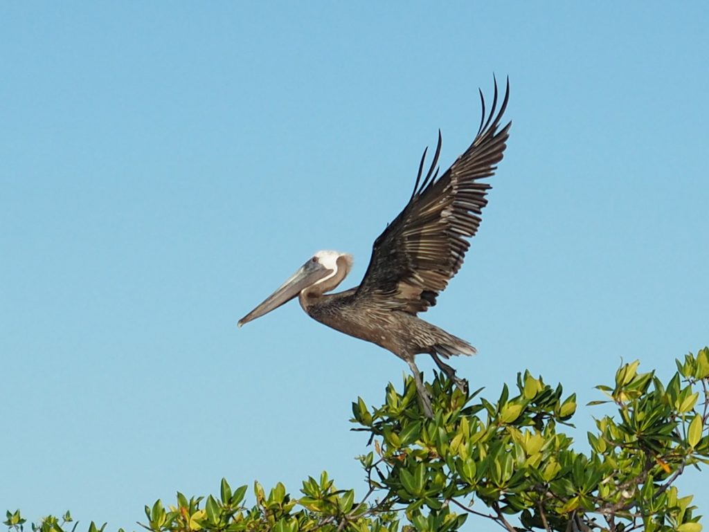 Startender Pelikan in Belize
