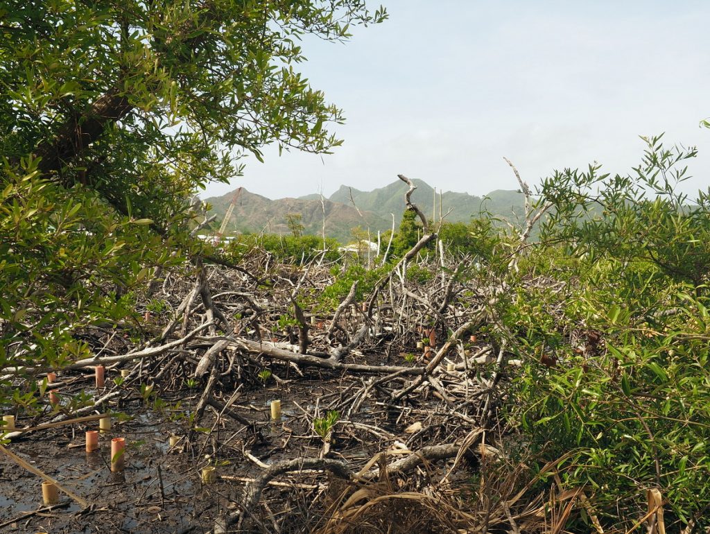 zerstörte Mangroven, Providencia