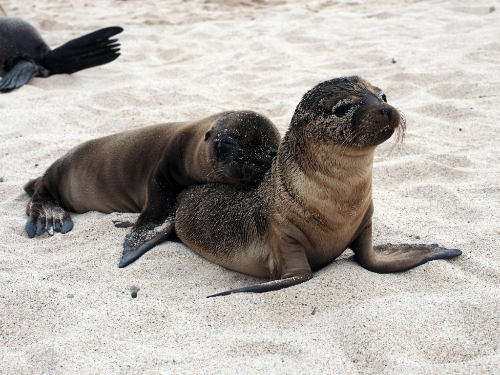 Seelöwenbabys auf Galapagos