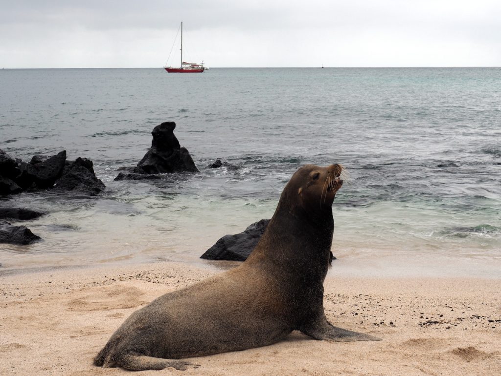 Seelöwe vor ARACANGA auf Galapagos