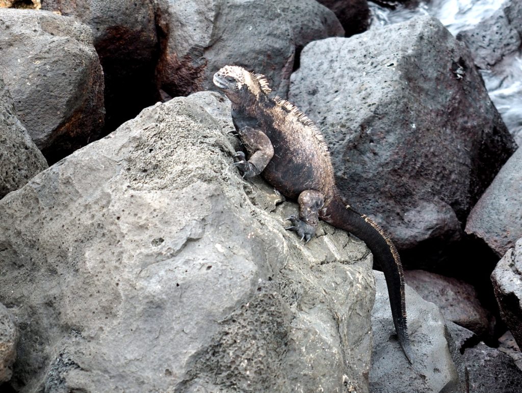 Meeresechse auf Galapagos