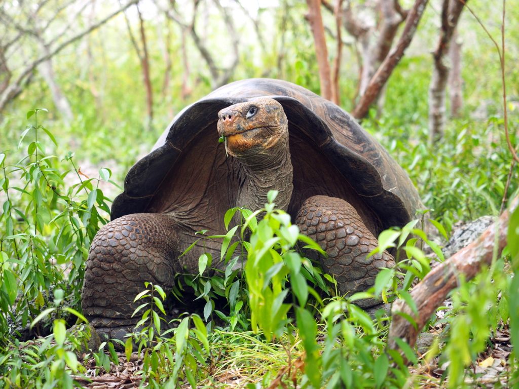 Riesenschildkröte auf Galapagos