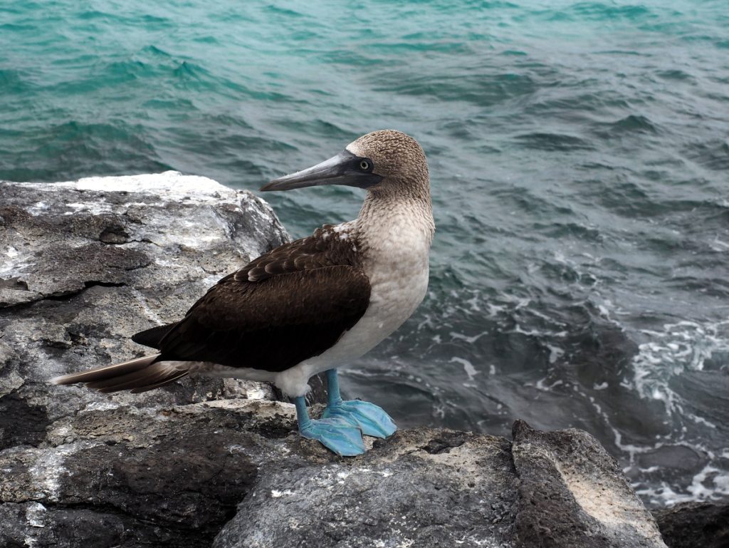 Blaufußtölpel auf Galapagos