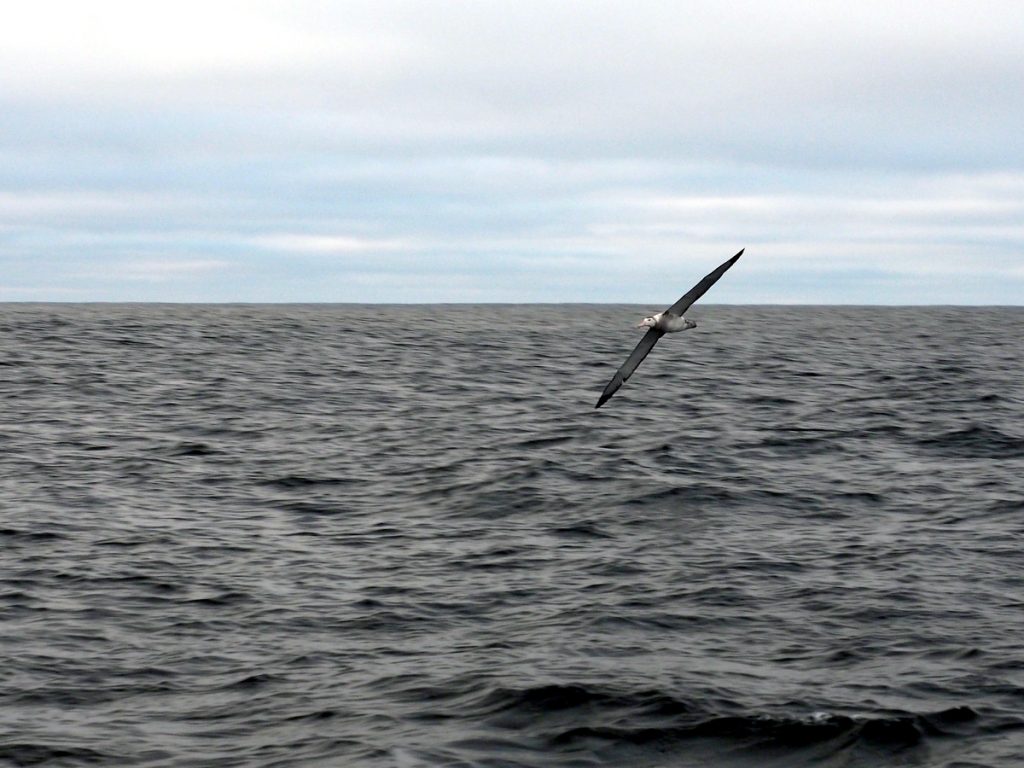 Albatross