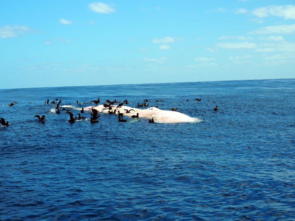 Ein toter Pottwal, Riesensturmvögel und Albatrosse