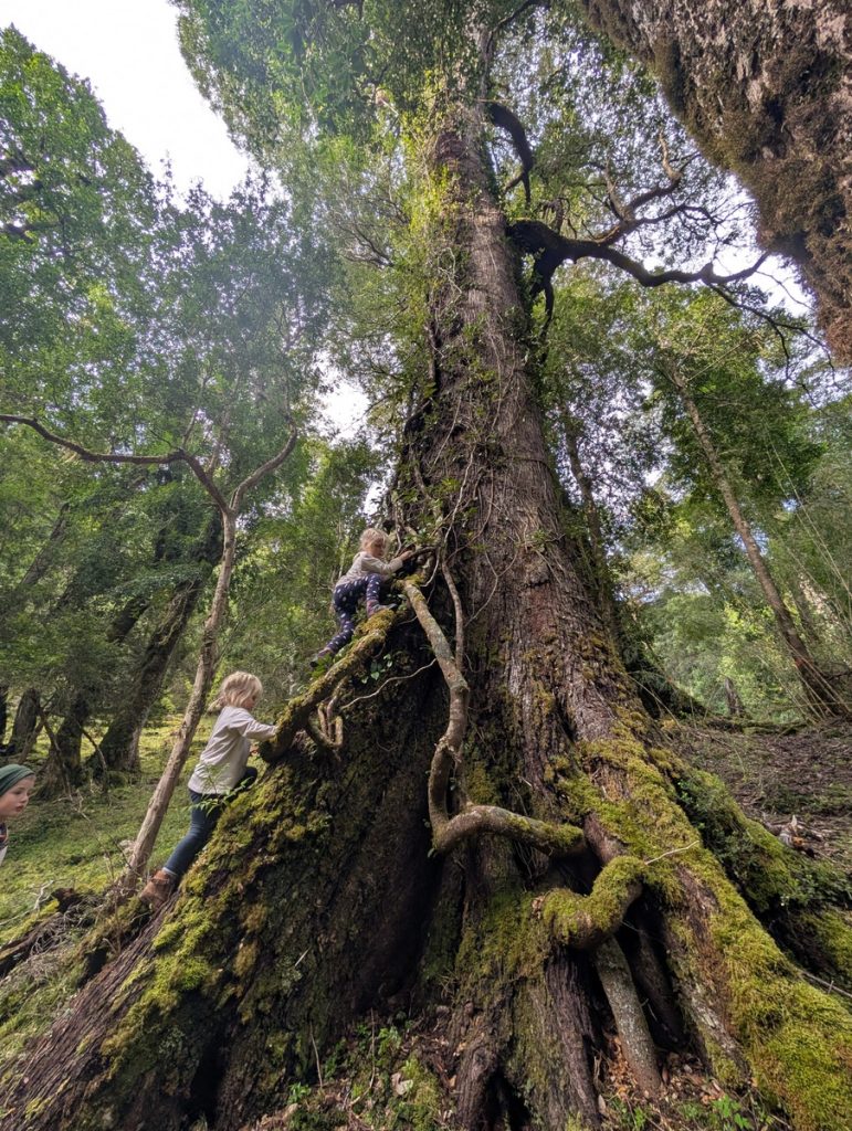 Kira und Naia beim Klettern im Wald