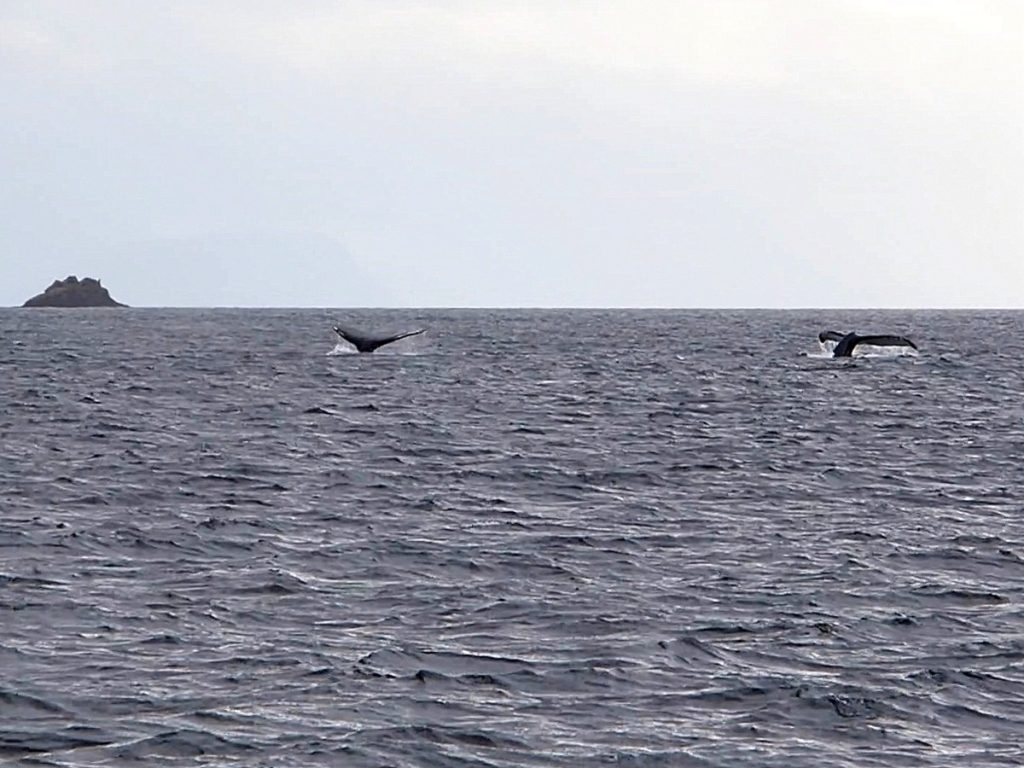 Buckelwale in der Magellanstraße